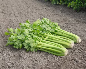 Organic Celery Stalks