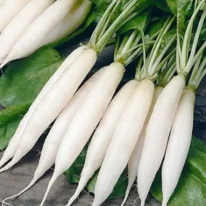 Radish