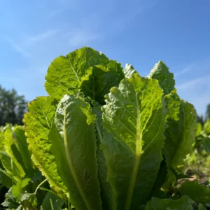 Crisp Romaine Lettuce