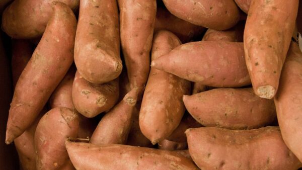 Organic Sweet Potatoes