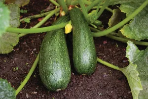 Zucchini