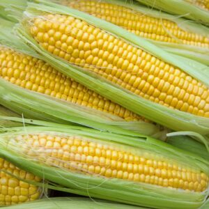 Sweet Corn