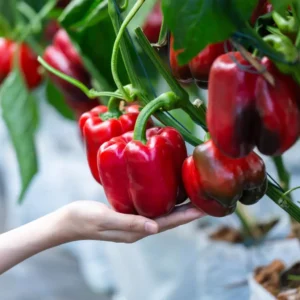 Red Bell Peppers