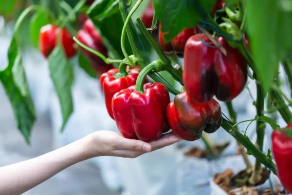 Red Bell Peppers